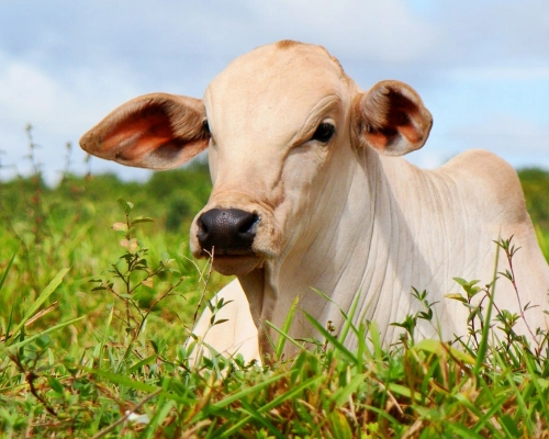Mato Grosso é bem reconhecido nacionalmente por ser livre de febre aftosa em gado